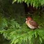 Purple Finch, fresh from a bath. Exposure: ISO 640, f/5.6, 1/10 sec. plus 1/3-stop Exposure Compensation.